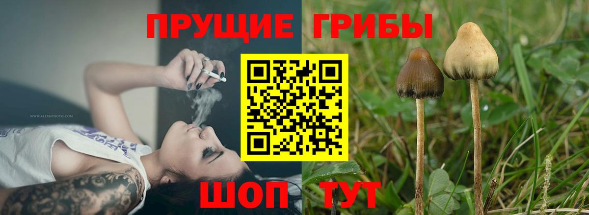 Галлюциногенные грибы Psilocybine cubensis  Галлюциногенные грибы Psilocybine cubensis  Абакан  Вход с VPN 
